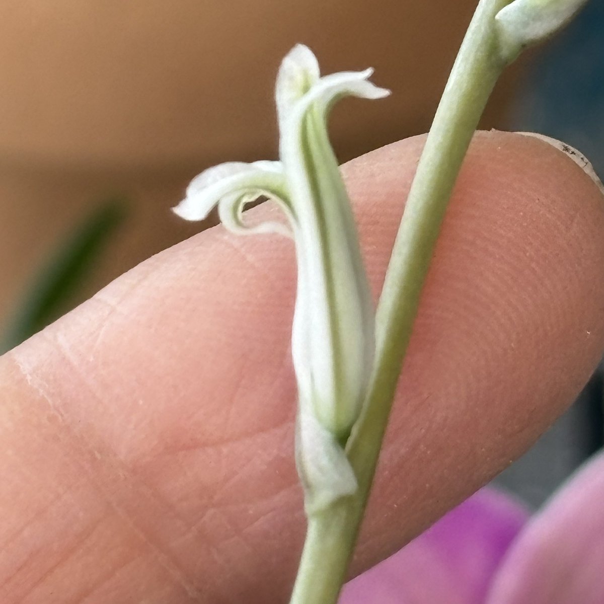 ꧁𑁍ふᥨㄘょ𐭋𑁍꧂ tweet media