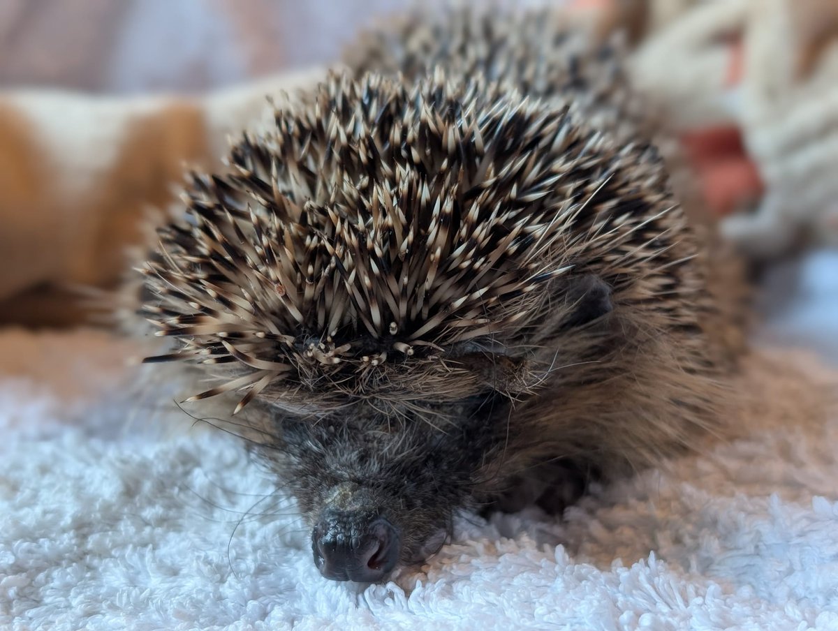 Caerphilly Hedgehog Rescue tweet media