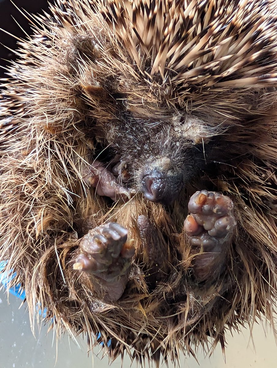 Caerphilly Hedgehog Rescue tweet media