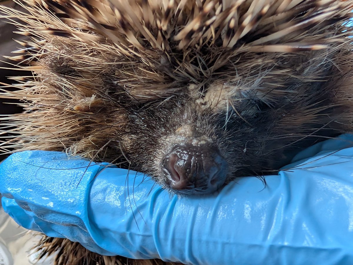 Caerphilly Hedgehog Rescue tweet media