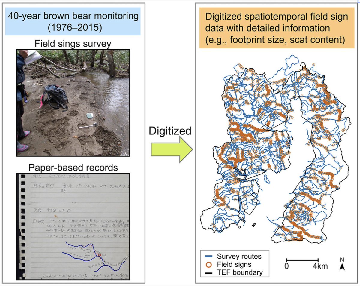 EcologicalRes's tweet image. &amp;lt;DATA ARTICLE&amp;gt; #OpenAccess 
#BrownBear (Ursus arctos) Field Sign Monitoring for 40 Years (1976–2015) in Northern Hokkaido, Japan, During a Wildlife Management Policy Shift

Hino Takafumi, Kanzi M Tomita et al
doi.org/10.1111/1440-1…

#carnivore #citizenscience