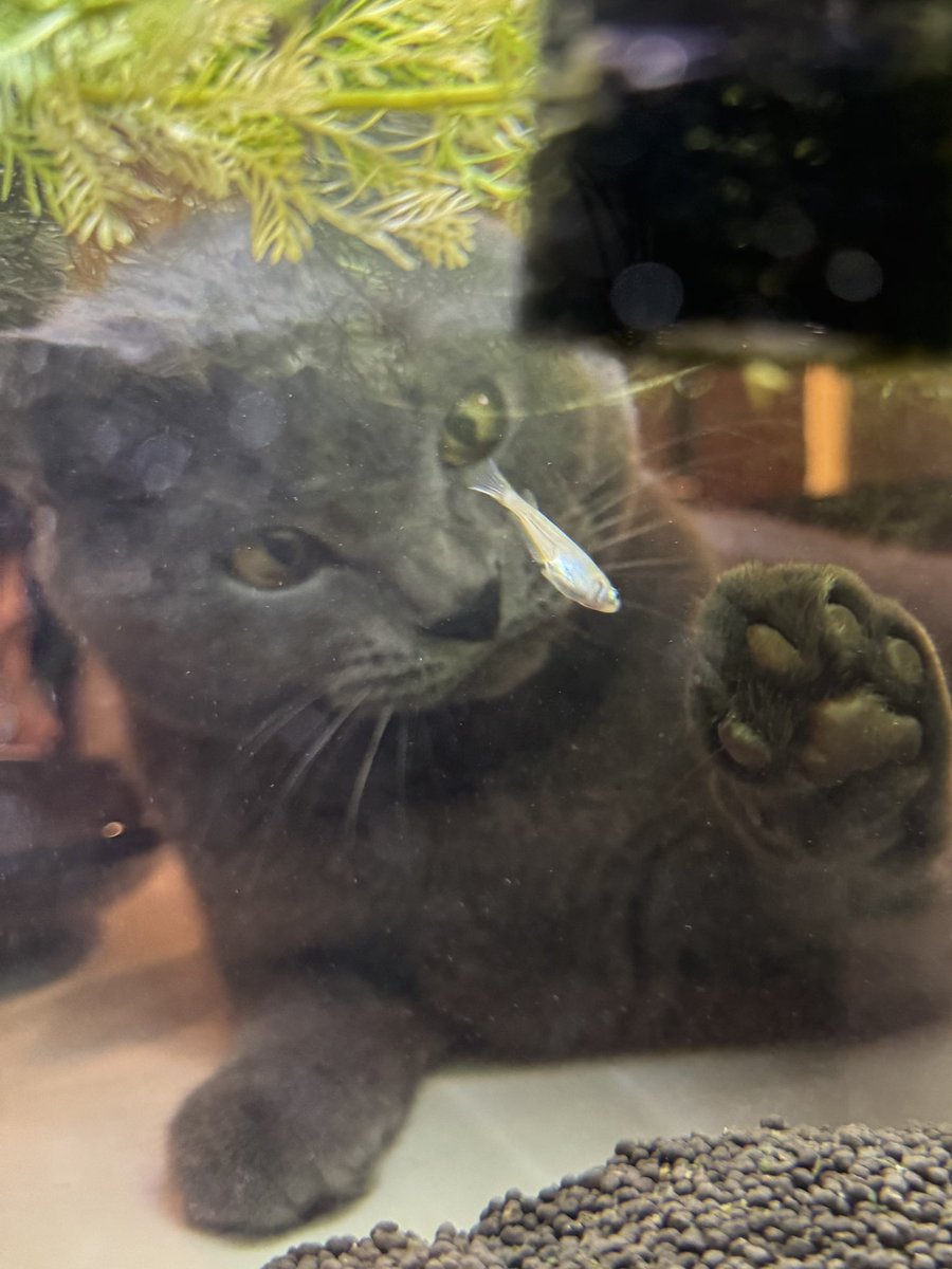 ブリオくんは猫なのさ tweet media