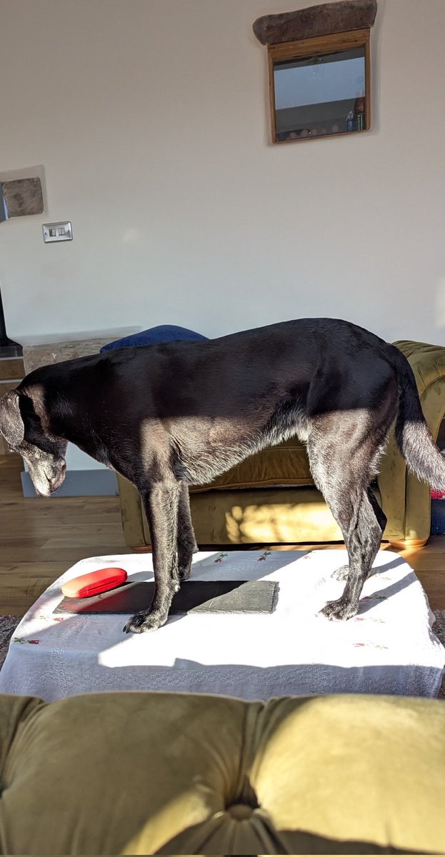 NotBadForHerAge's tweet image. We've had lots of playtime in the field, breakfast has been eaten, now it's time for a morning snooze in the sun. The settee is in the shade so #Fred opted for the coffee table 🤣 I improvised &amp;amp; created a sunbed for him 🥰😴🐾