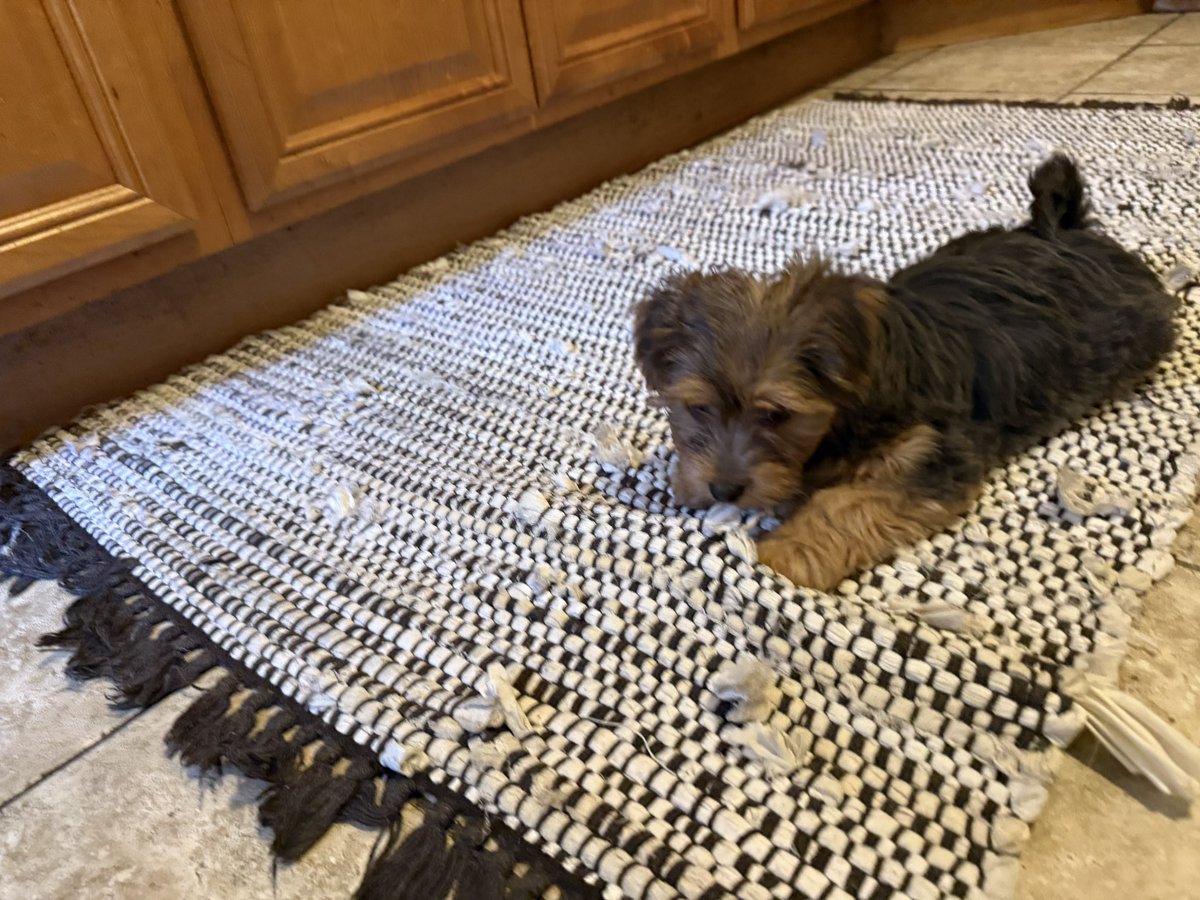 Melody Angeli ♡ tweet media