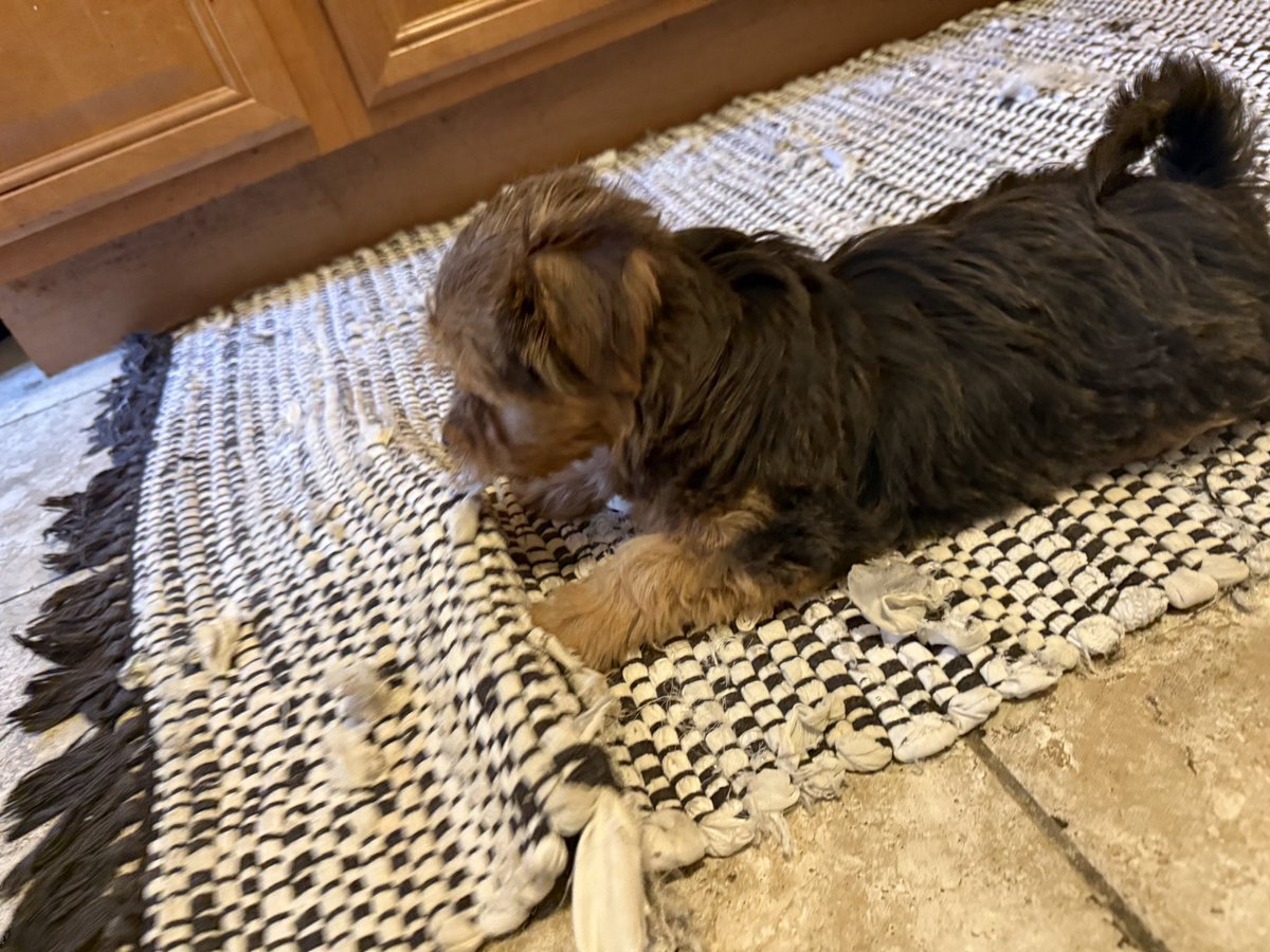 Melody Angeli ♡ tweet media