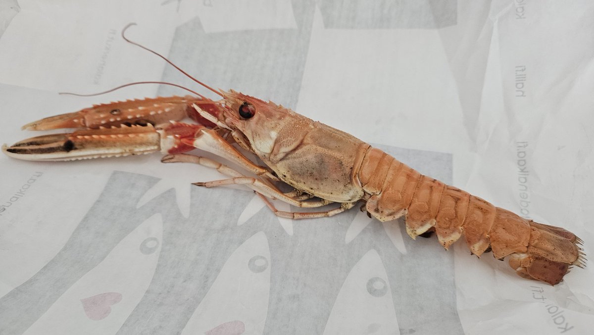 こばやしあやな tweet media