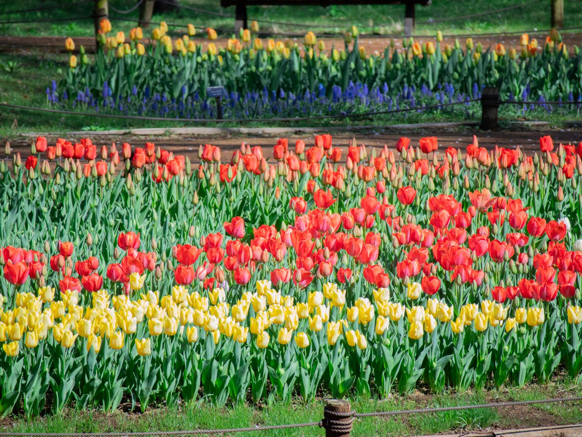 国営昭和記念公園 tweet media