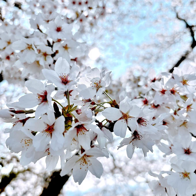 お花見で1万歩も歩いてきた桜の下でボ〜…と珈琲のんでた 最近ながらスマホせずを心掛けている 歩くだけ、見るだけ…