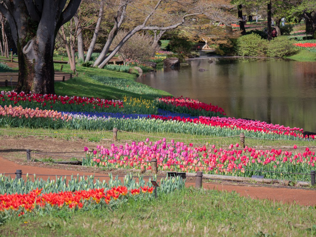 国営昭和記念公園 tweet media