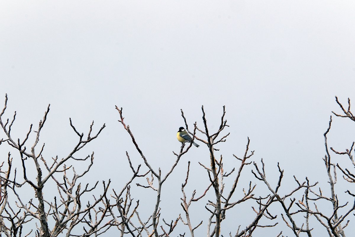 Güneşli Ankara tweet media