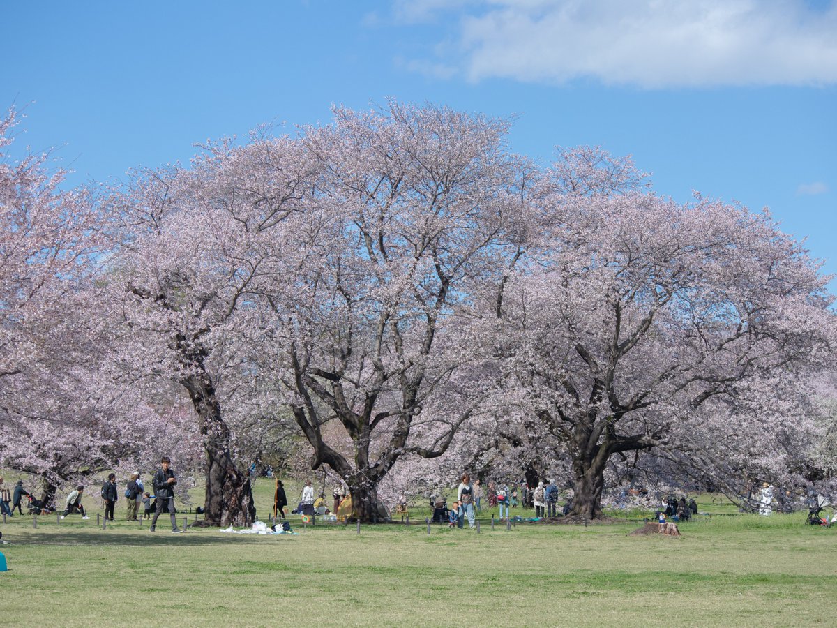 国営昭和記念公園 tweet media