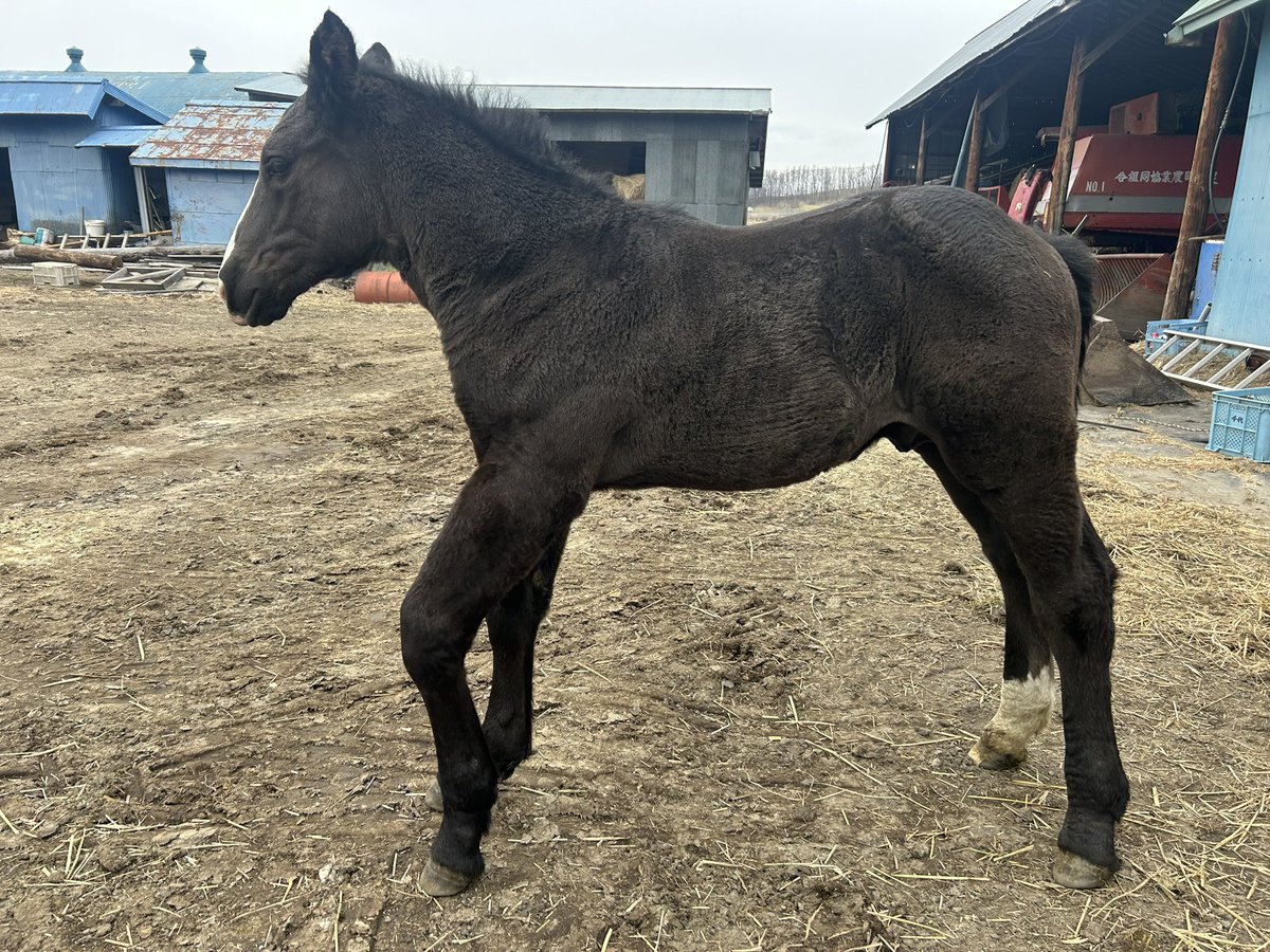 すず(北海道の農家) tweet media