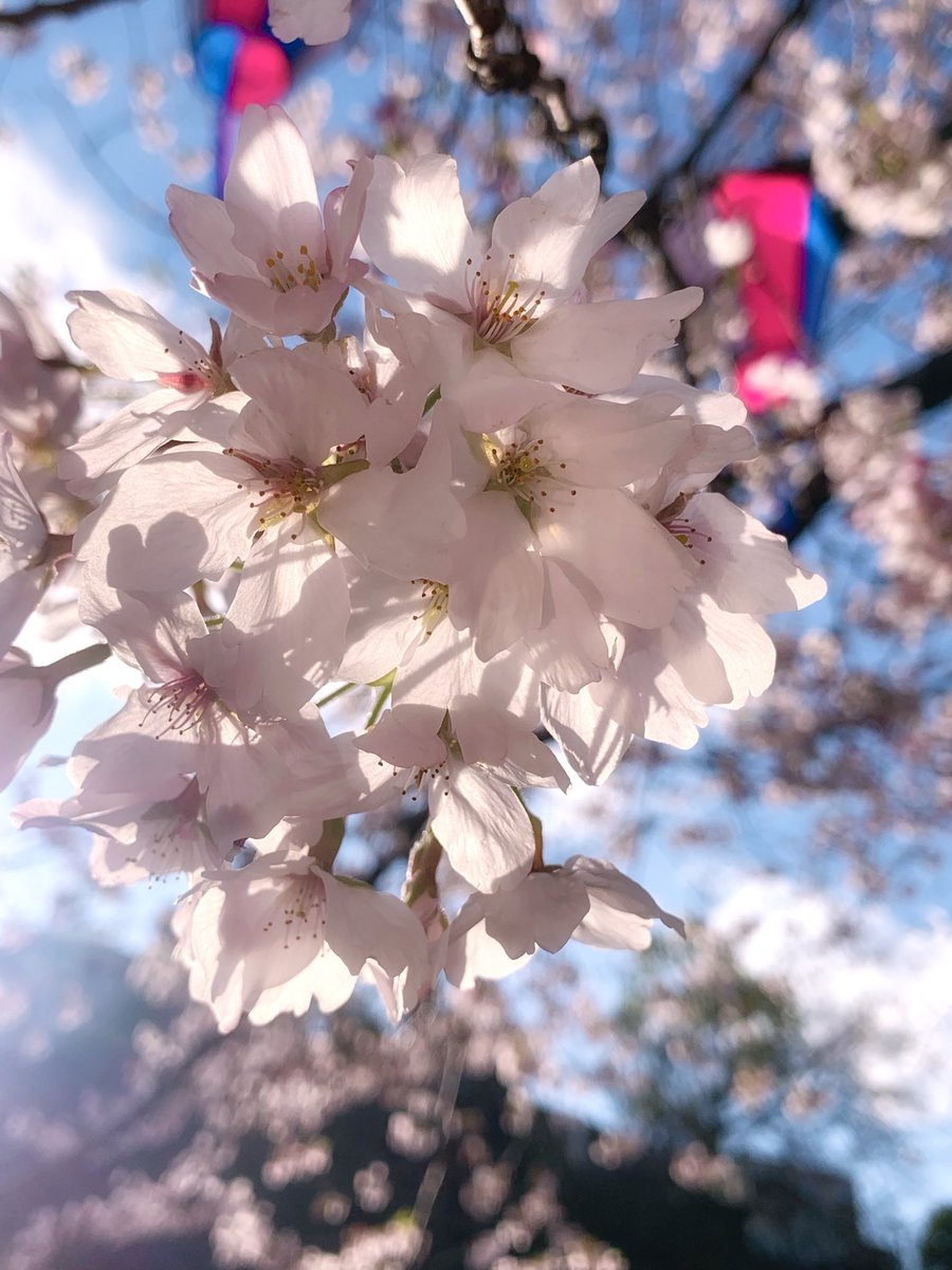 滝本 葵 tweet media