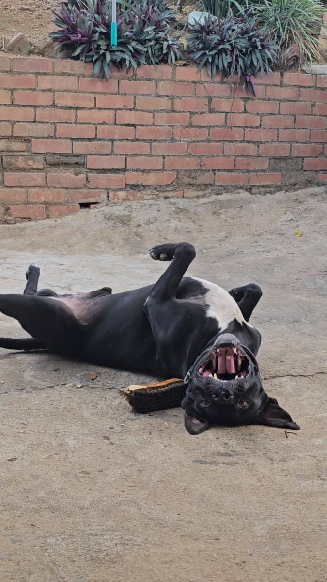 𓆟tattoo artist tweet media