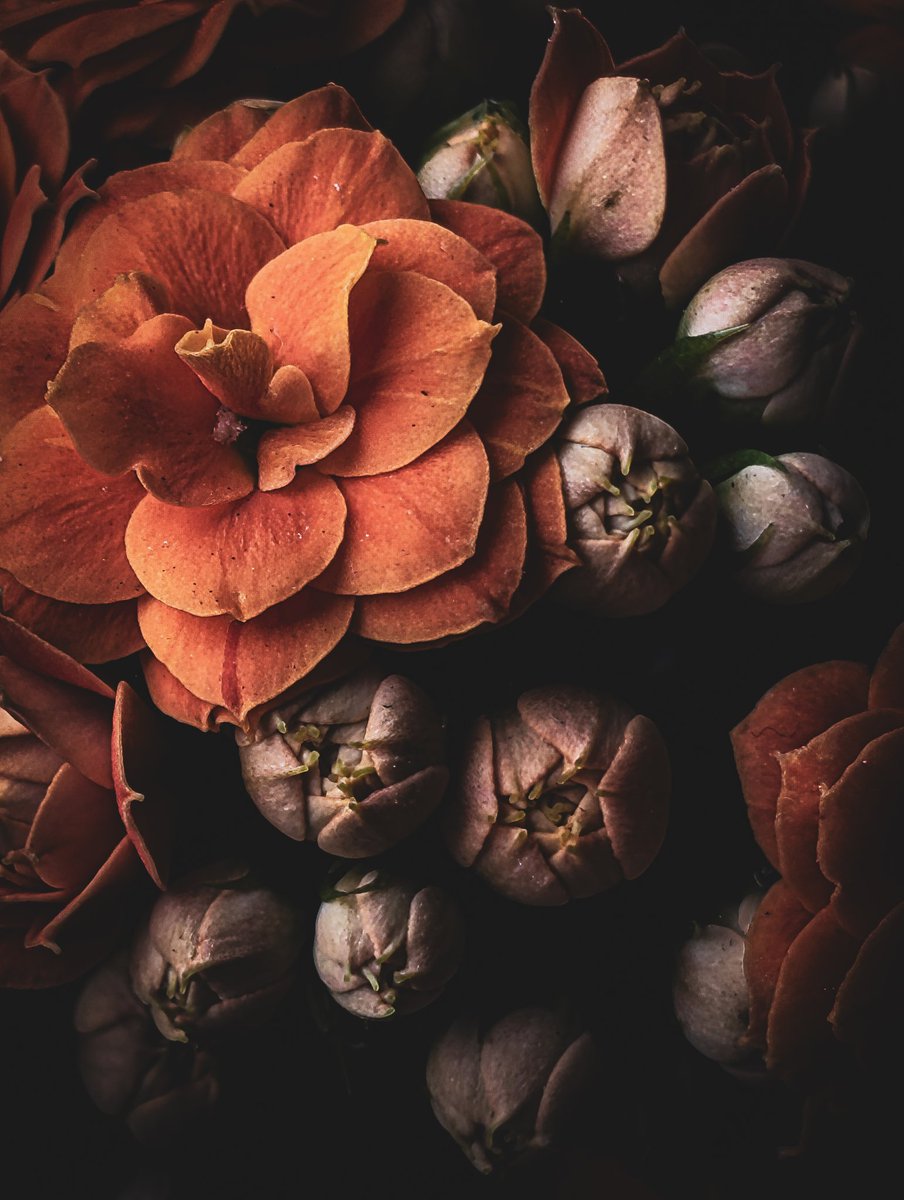 Safe in the darkness 
🖤🖤🖤🖤🖤
#Macro #nature #Photography