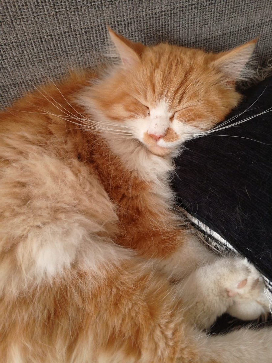 عزيزة tweet media