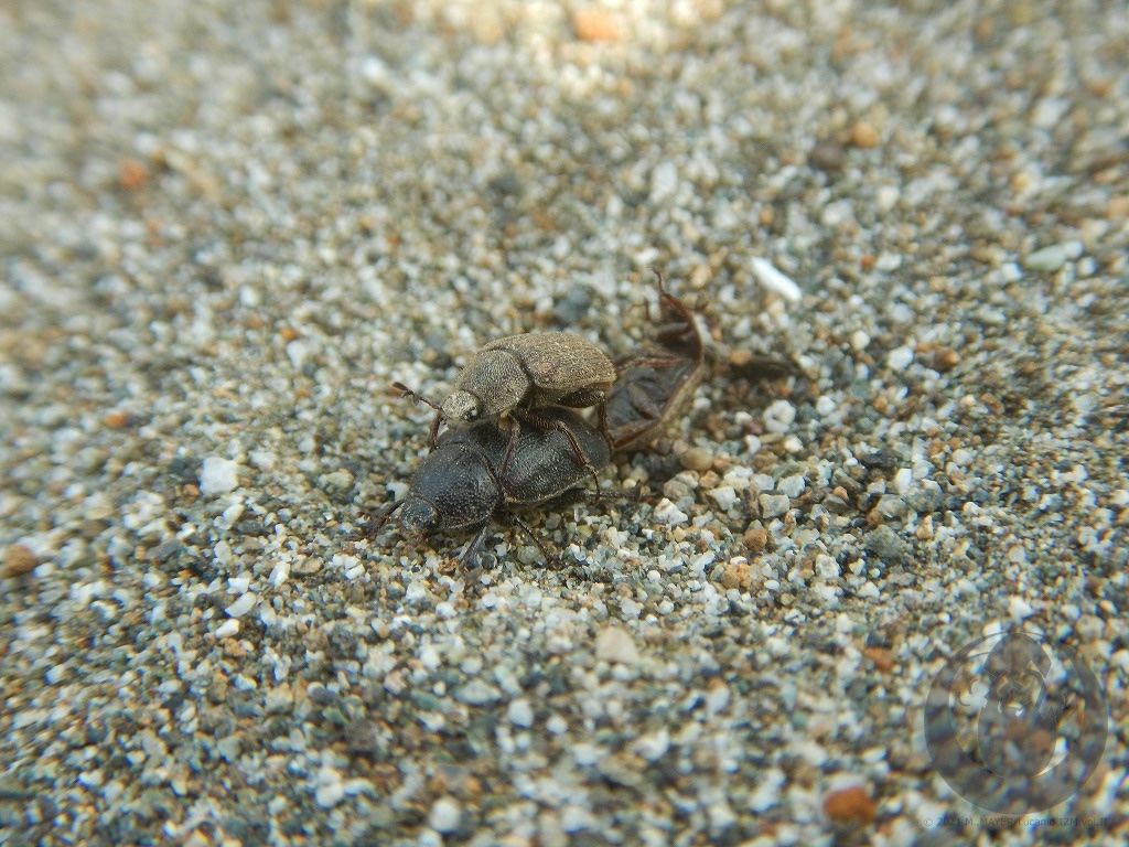 MAYA@Lucanid.IZM tweet media