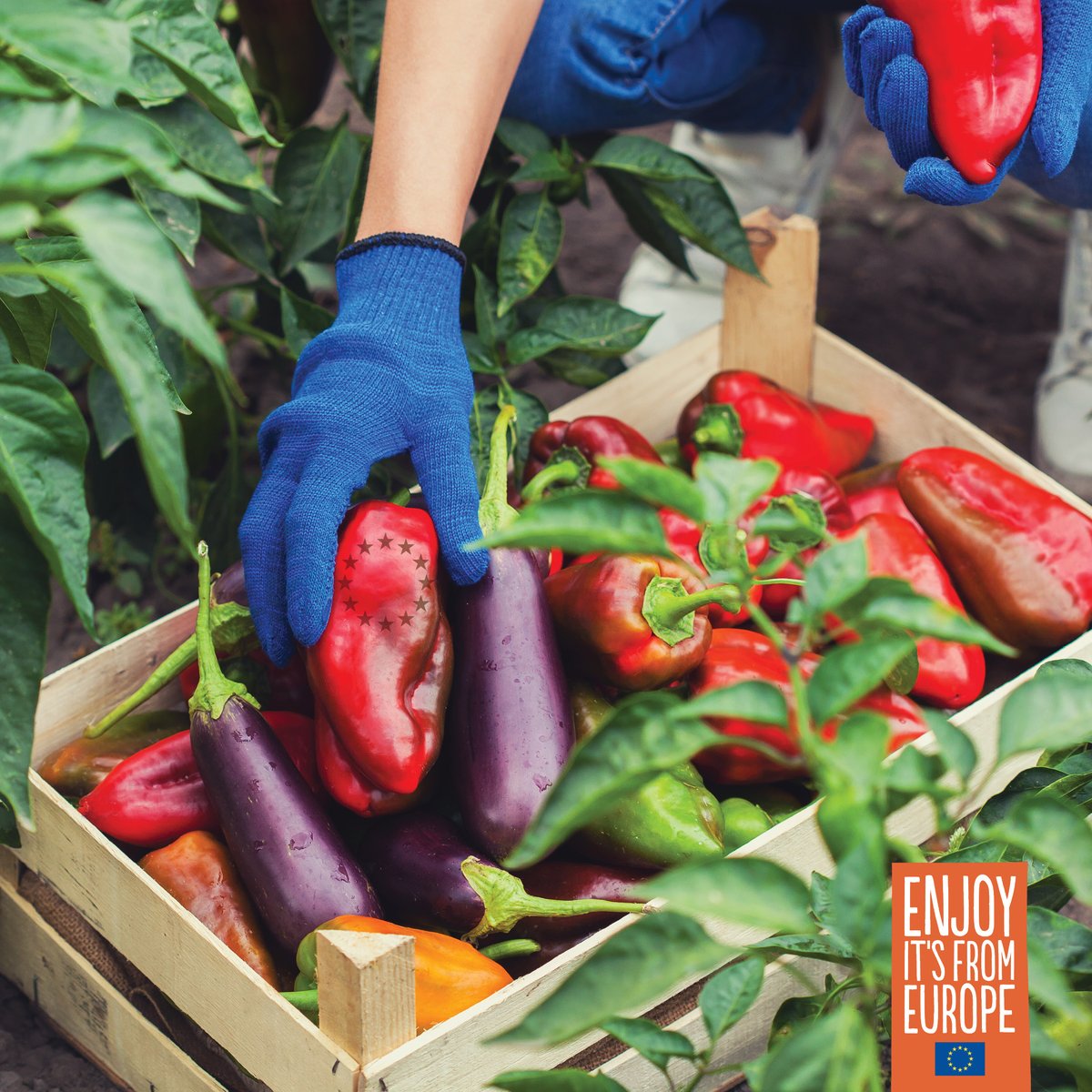 EU Agriculture🌱 tweet media