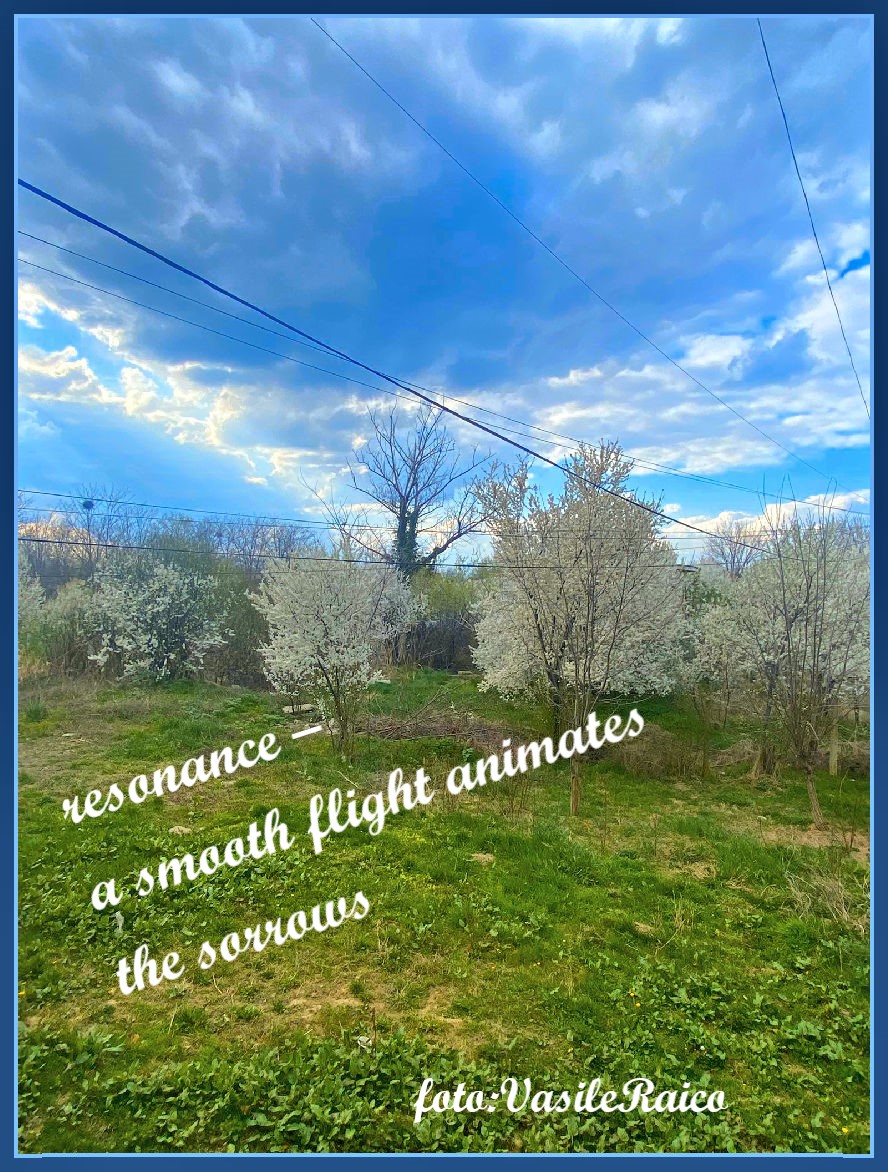 haiga/v13

rezonanță-
un zbor lin animă
tristețile