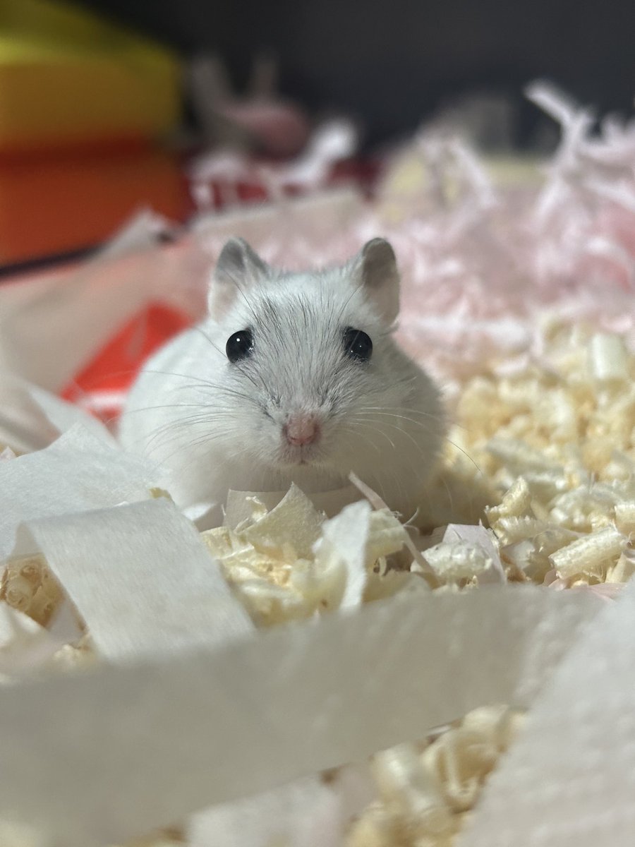 잎하(세모쥐) tweet media