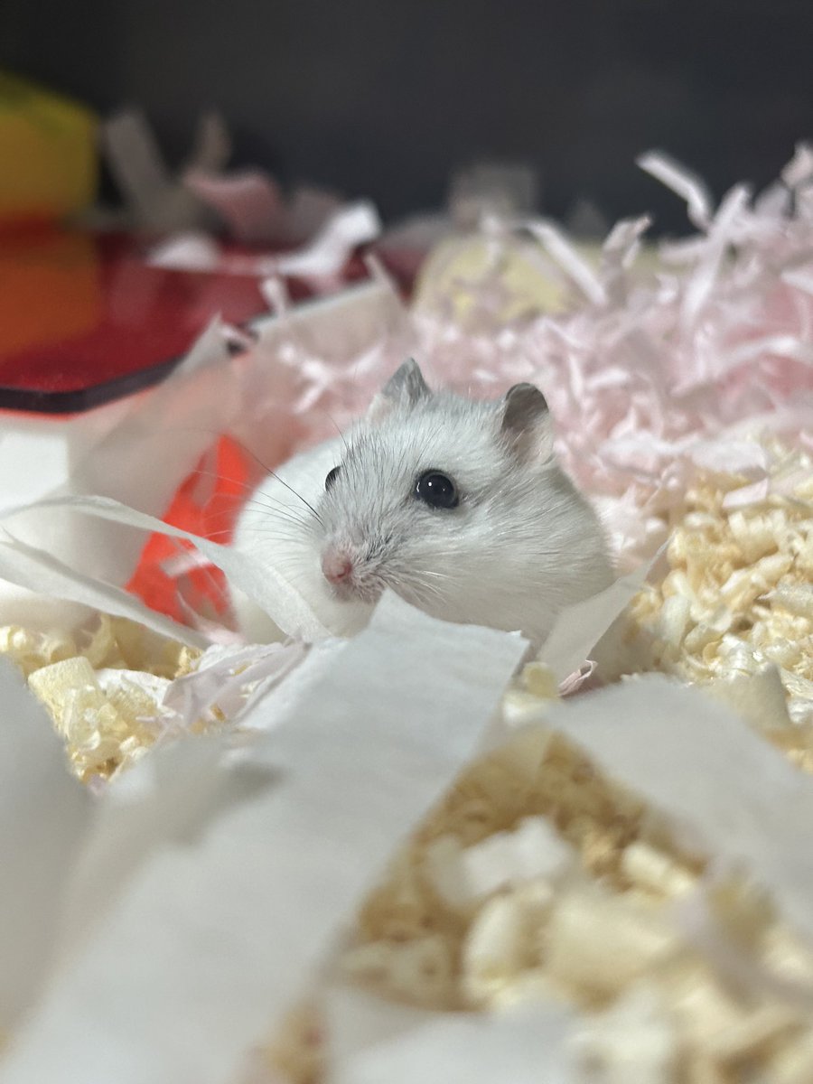 잎하(세모쥐) tweet media