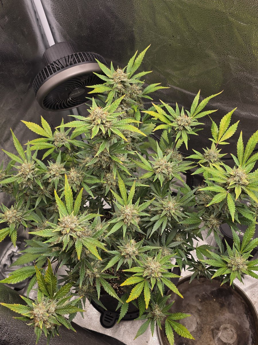 Down South Grow tweet media