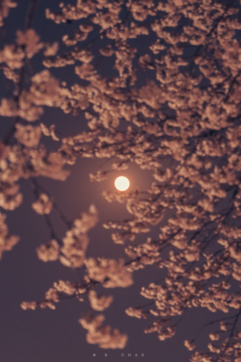 케이채 (K. CHAE) tweet media