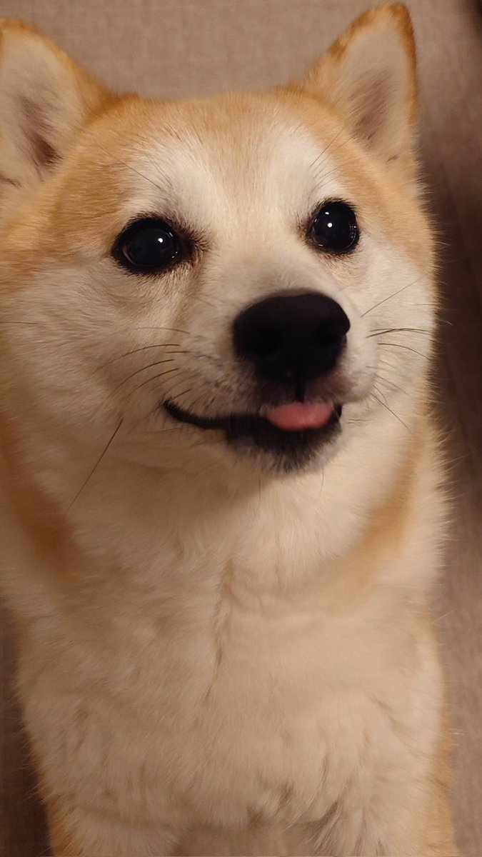 柴犬ししまる tweet media