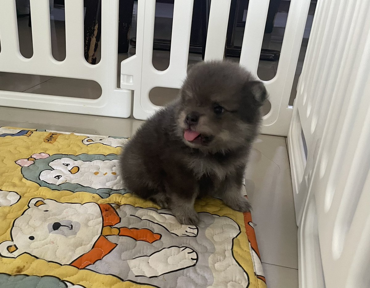 Soshitaroz 💜 tweet media