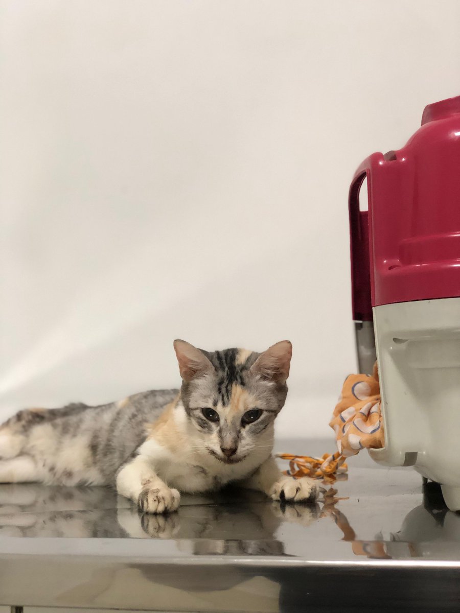 Gatinhos da Di 🐈 Abrigo Davi tweet media