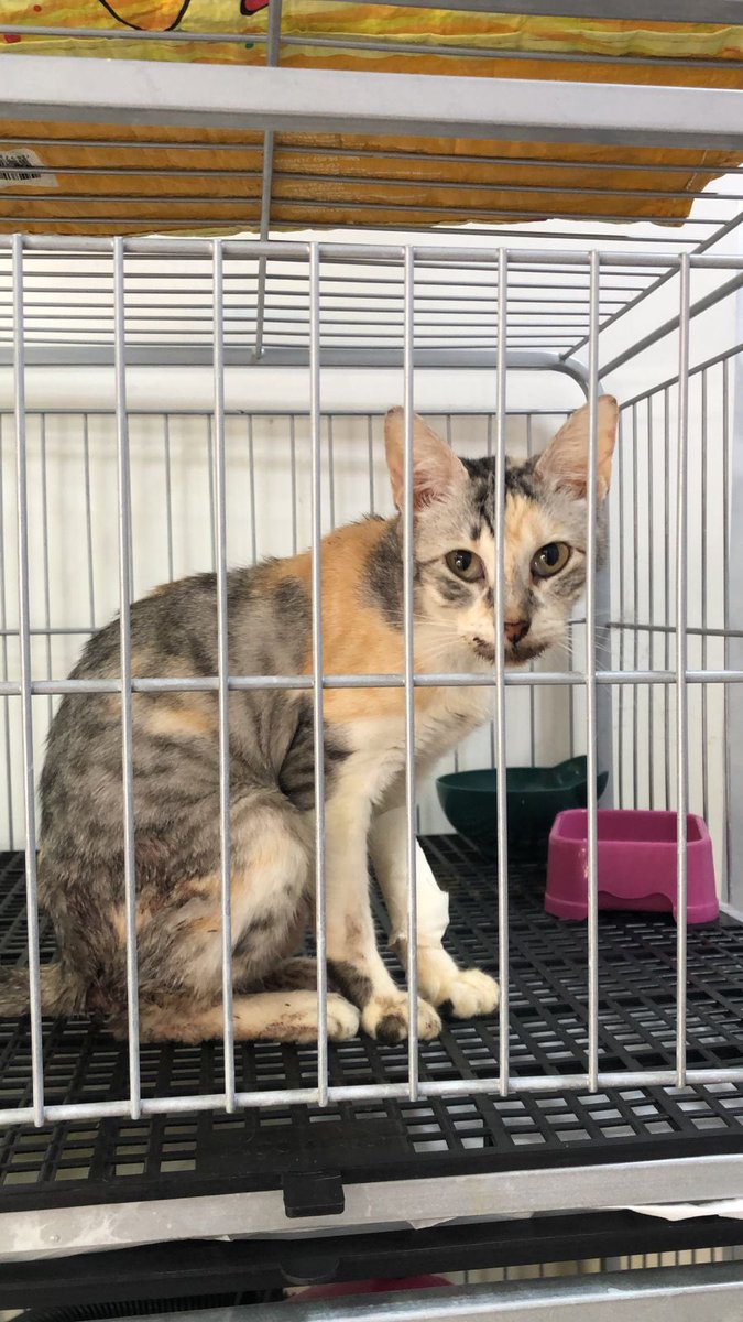 Gatinhos da Di 🐈 Abrigo Davi tweet media