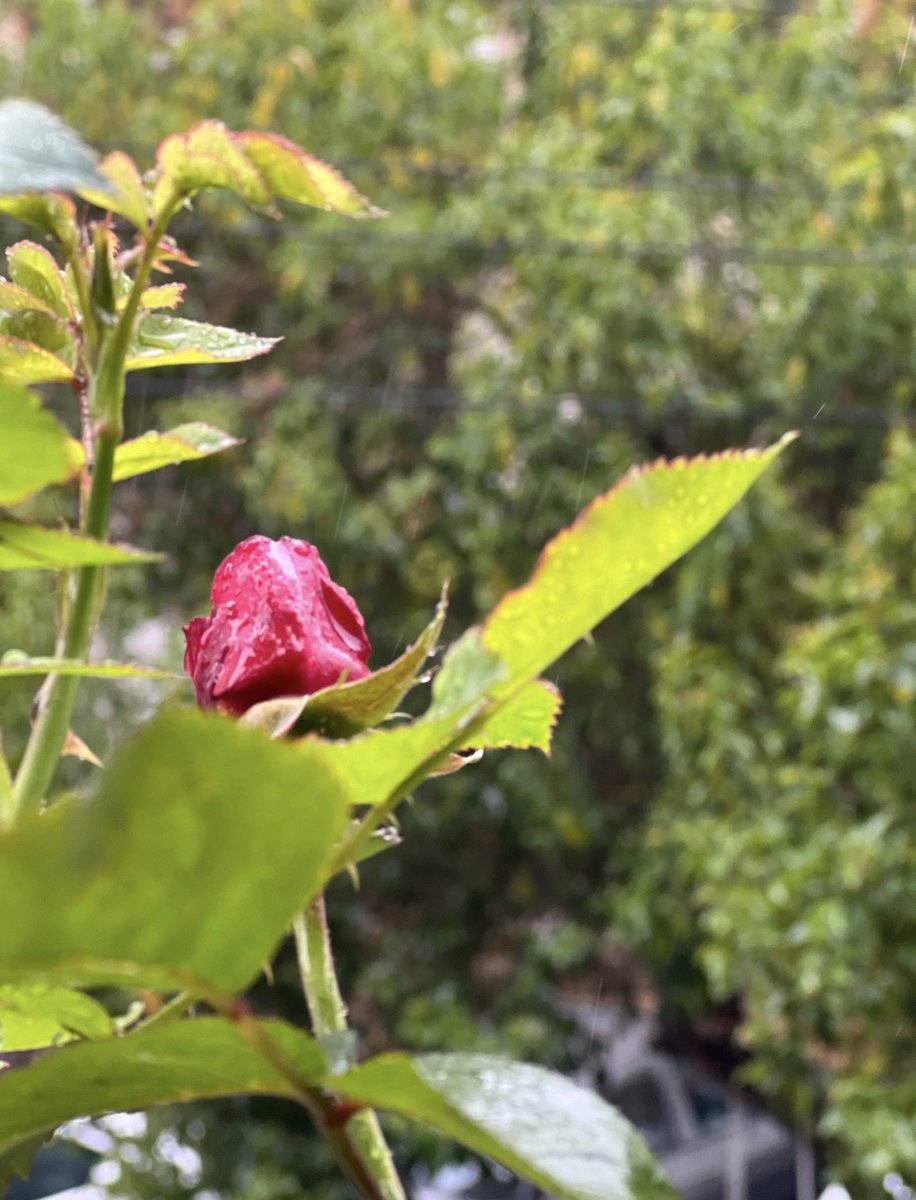 Sulaf Fawakherji سُلافْ فواخرجي tweet media