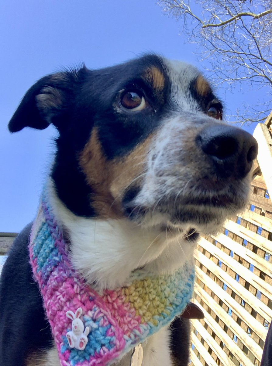 Maylee the Rescue Pup tweet media