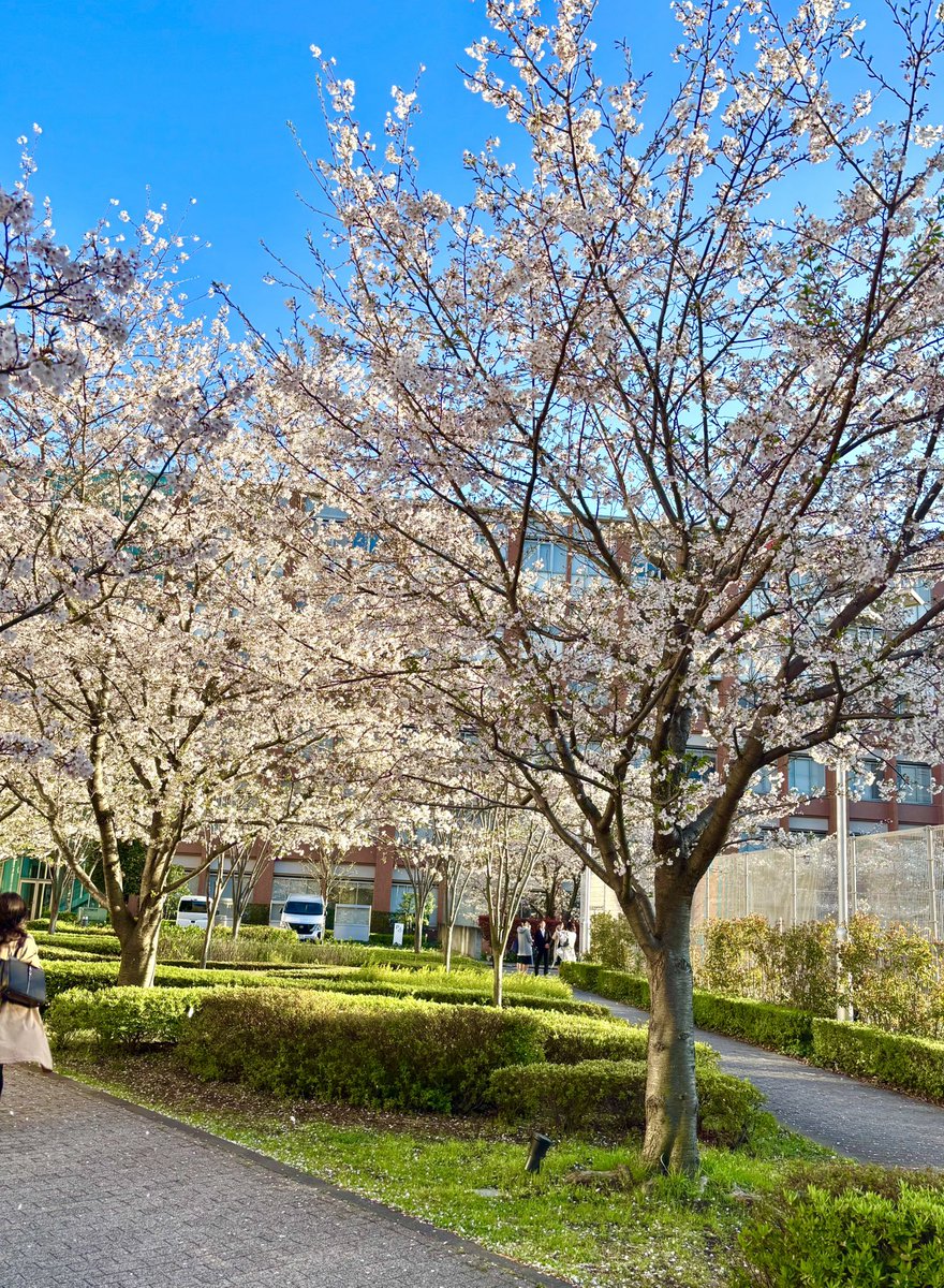 haruka_aikawa07's tweet photo. 大学の入学式❣️
みんなとってもフレンドリーで友達できるか心配だったのが嘘のよう！ 嬉しい💓💓
大学でも頑張ります(๑•̀ㅂ•́)و✧

 #はるかの花咲日記 https://t.co/Xbq32uSEqs