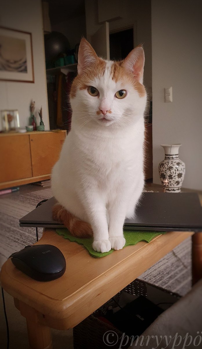 P&M² ♏🐱📸📚🎨🎶💃🍷🏳️‍🌈🏳️‍⚧️❤ tweet media