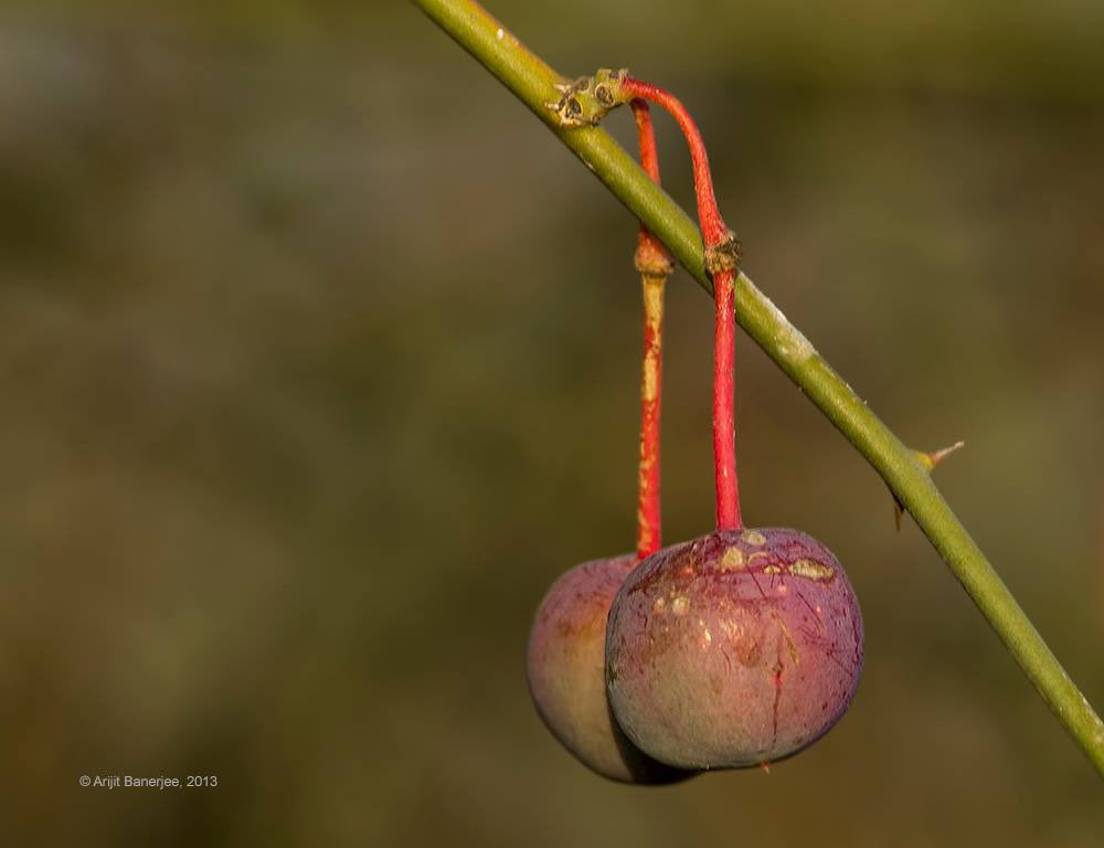 orijeet's tweet image. Flowers and fruits…

Kair (Capparis decidua; Fam- Capparaceae)

#biodiversity #desertplants  #wildfoods 

@sumitdookia @GobindsagarBha1 @bmbalap @subhoranjansen @rameshpandeyifs @vrtiwari1 @JaipalSing60174 @tewari23san @VijayDhasmana5