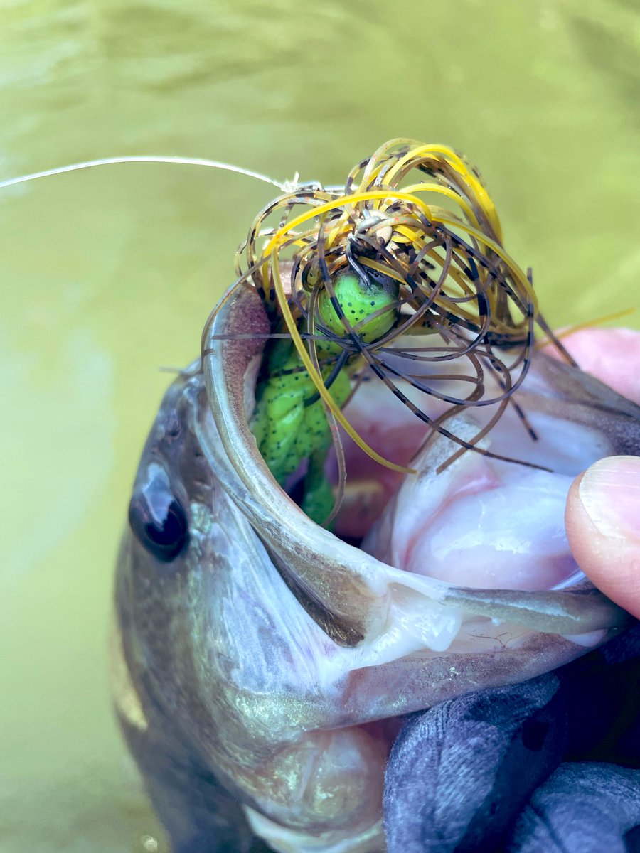 ドボンチ tweet media