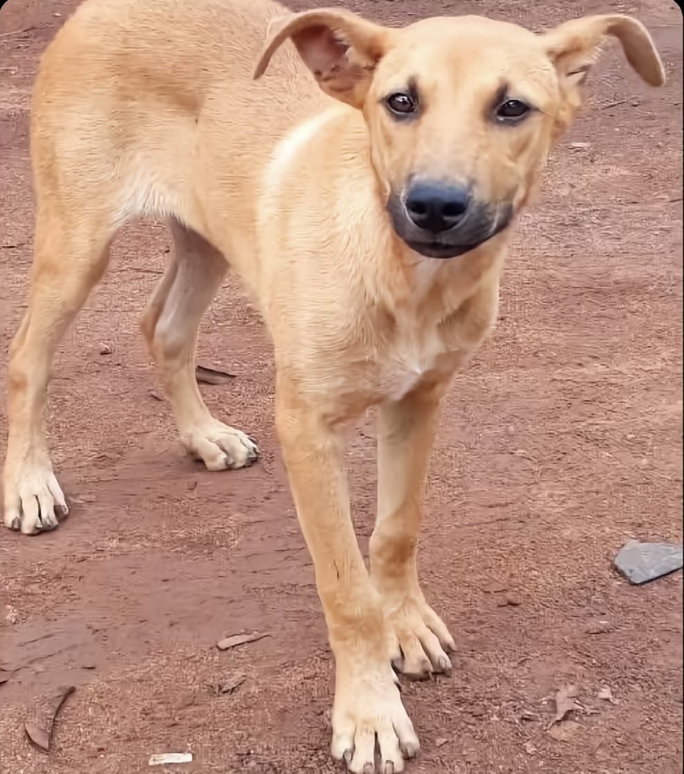 𝕄🅾️𝔹𝕠𝕝𝕒𝕛𝕚 🅰️𝕓𝕕𝕦𝕝 tweet media