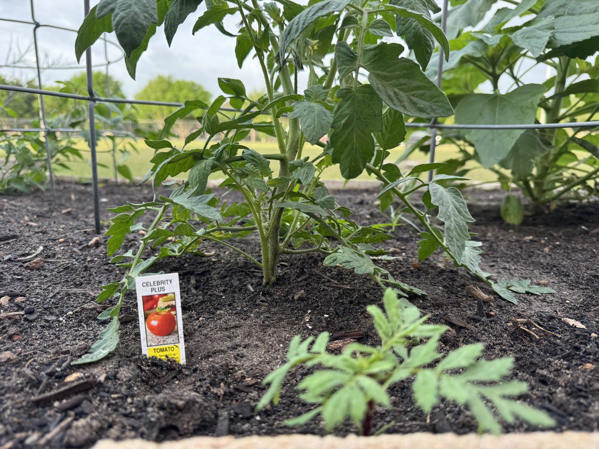 Maria Paoli-Vega tweet media