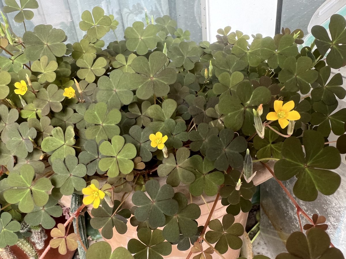 Lynn lee tweet media