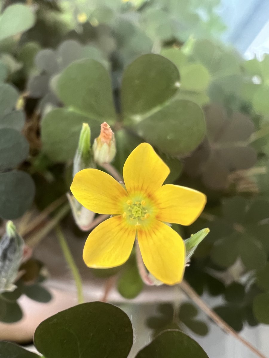 Lynn lee tweet media