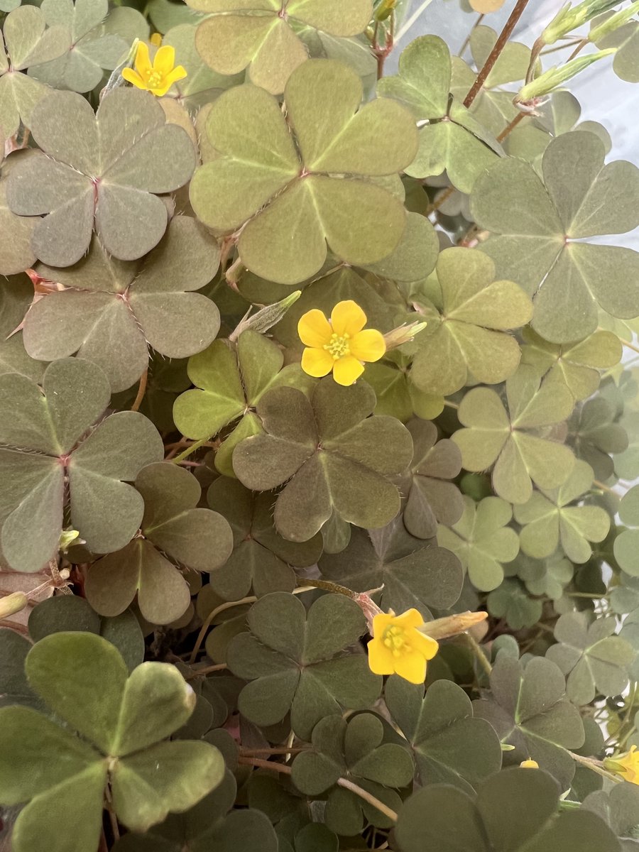 Lynn lee tweet media