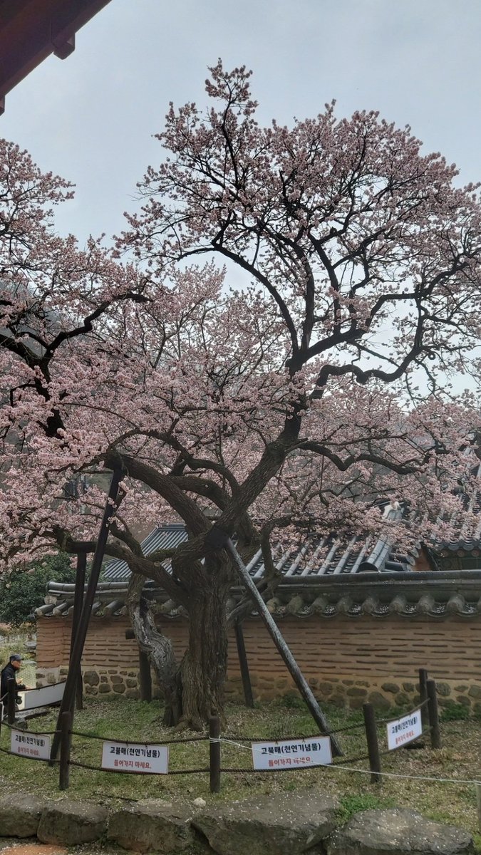 shimyoung tweet media