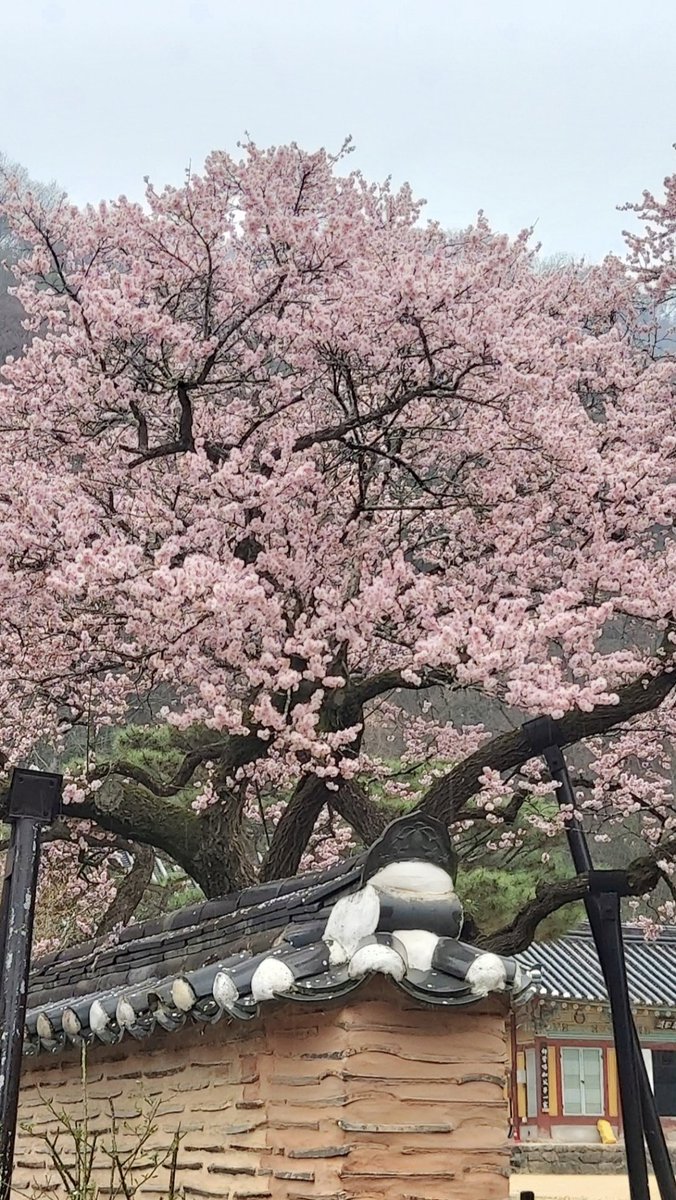 shimyoung tweet media