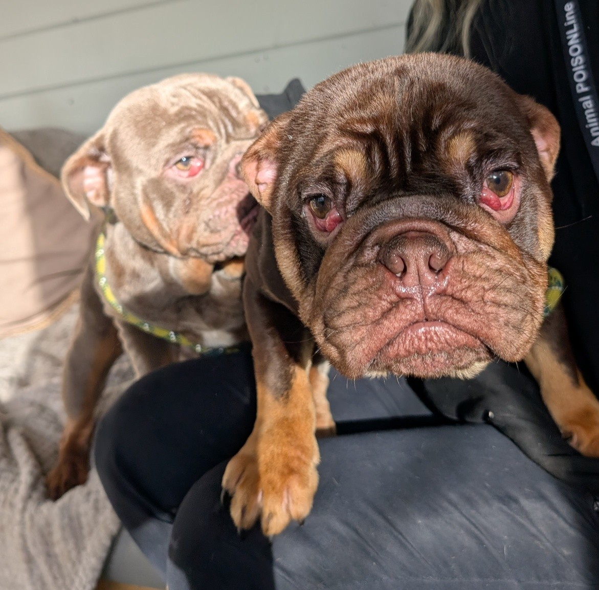 Animal Adoptions UK 🐕‍🦺🐈🐎❤️ tweet media