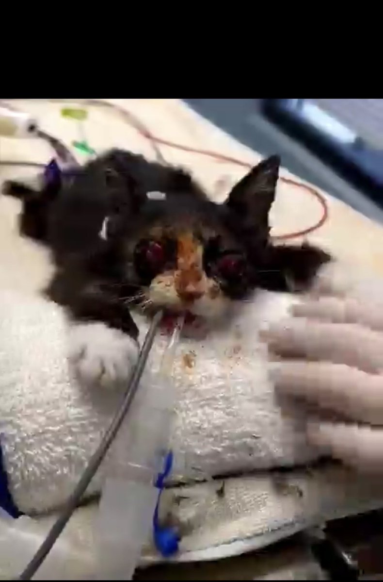 Cats of Meow York. tweet media