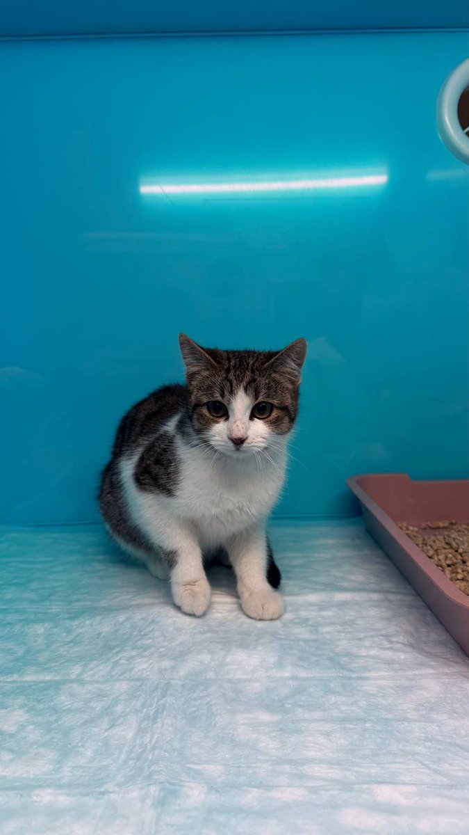 Доброхвост - благотворительный проект tweet media