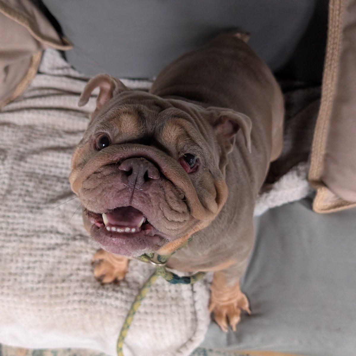 Animal Adoptions UK 🐕‍🦺🐈🐎❤️ tweet media