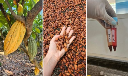 AgenciaFAPESP's tweet image. Pesquisa une sabor e valor nutricional ao #chocolate amazônico. Estudo mostra que a combinação de clones de #cacau com diferentes processos de pós-colheita pode equilibrar qualidade sensorial e benefícios funcionais, abrindo novas perspectivas de produção. agencia.fapesp.br/57363