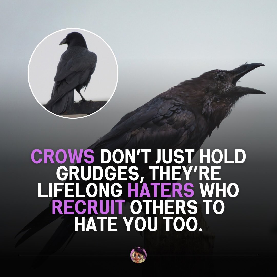 justasistertryingtotweet tweet media